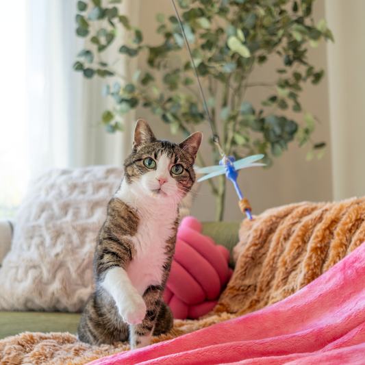 4-in-1 Play Pack, Dottie the Dragonfly