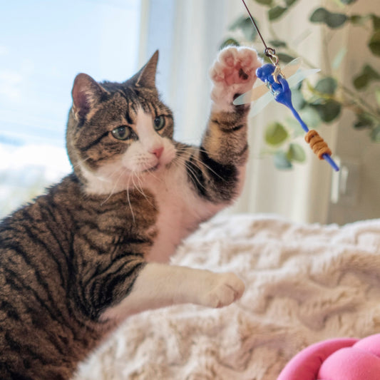 Dragonfly Cat Treat Toy
