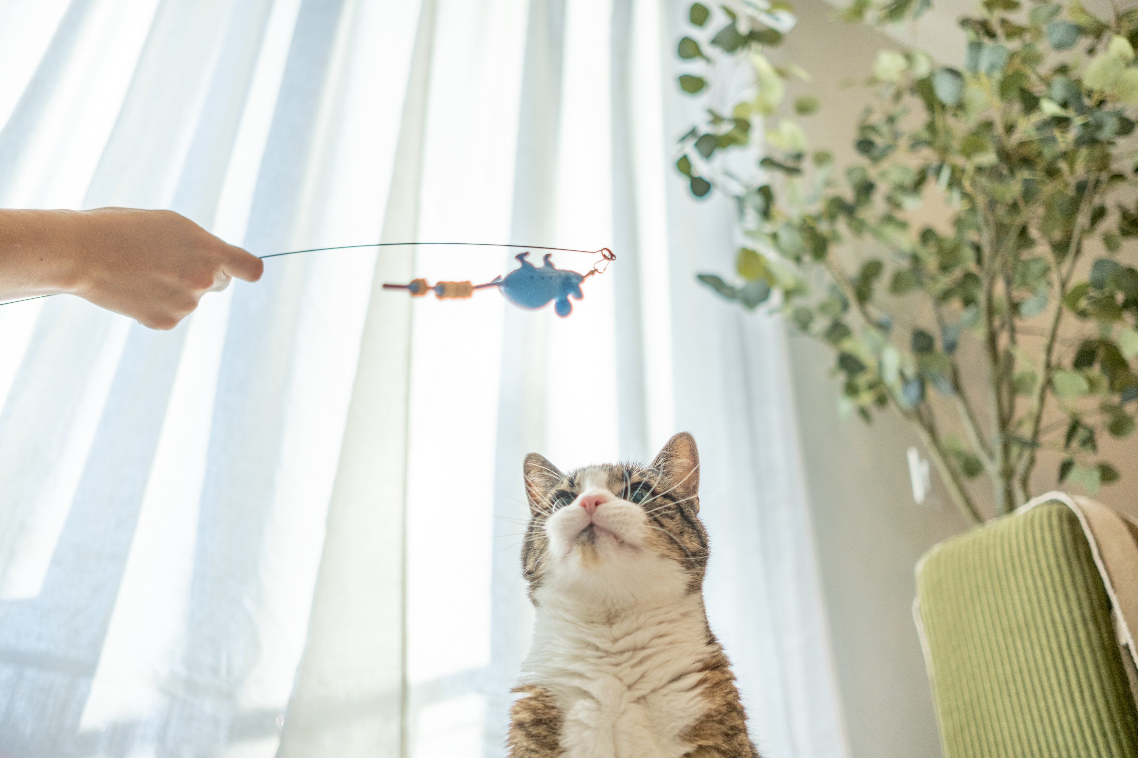 How to Play with Your Cat Using a Wand Toy (and Actually Keep Them Engaged)