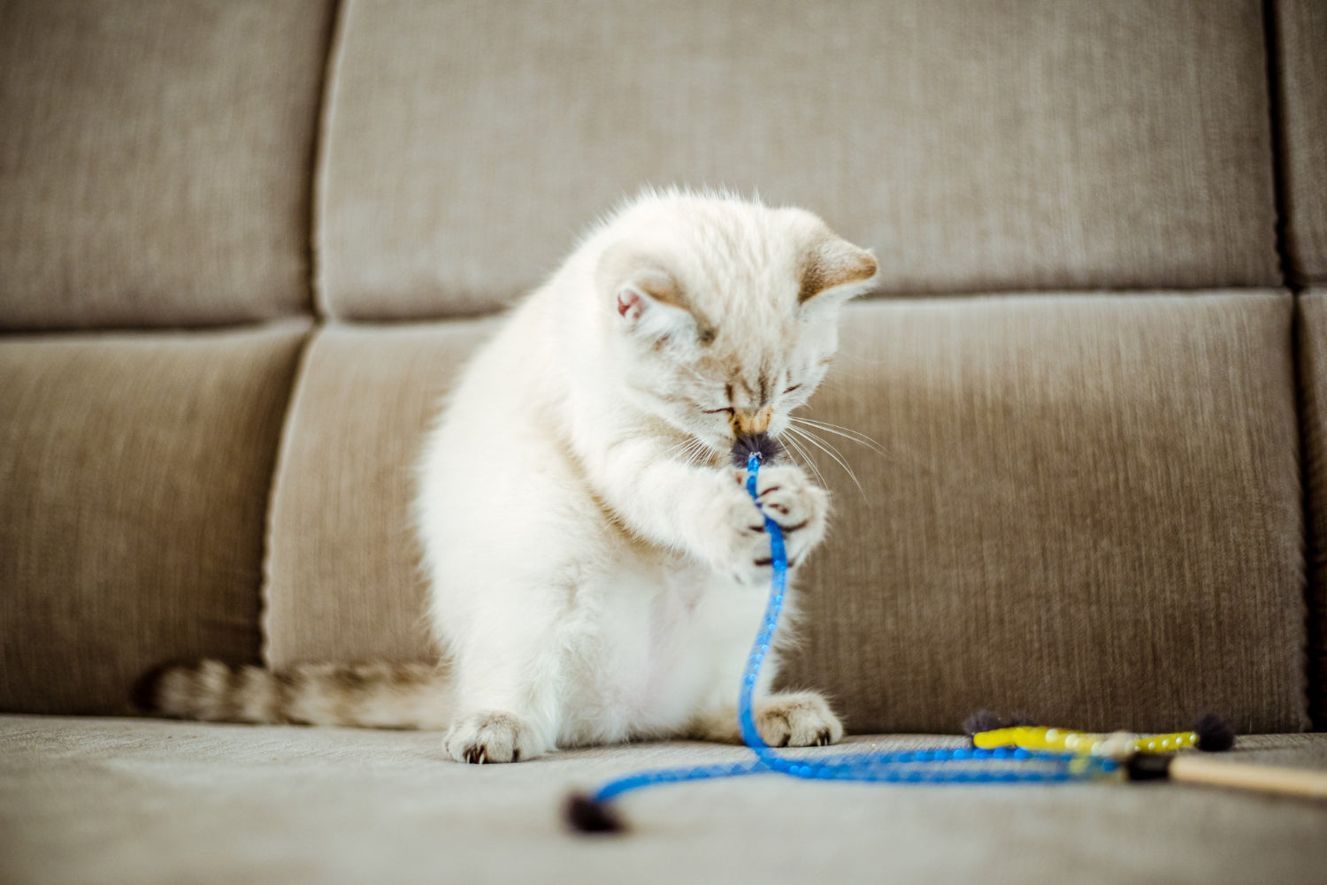 Top 5 Signs Your Cat Needs More Playtime