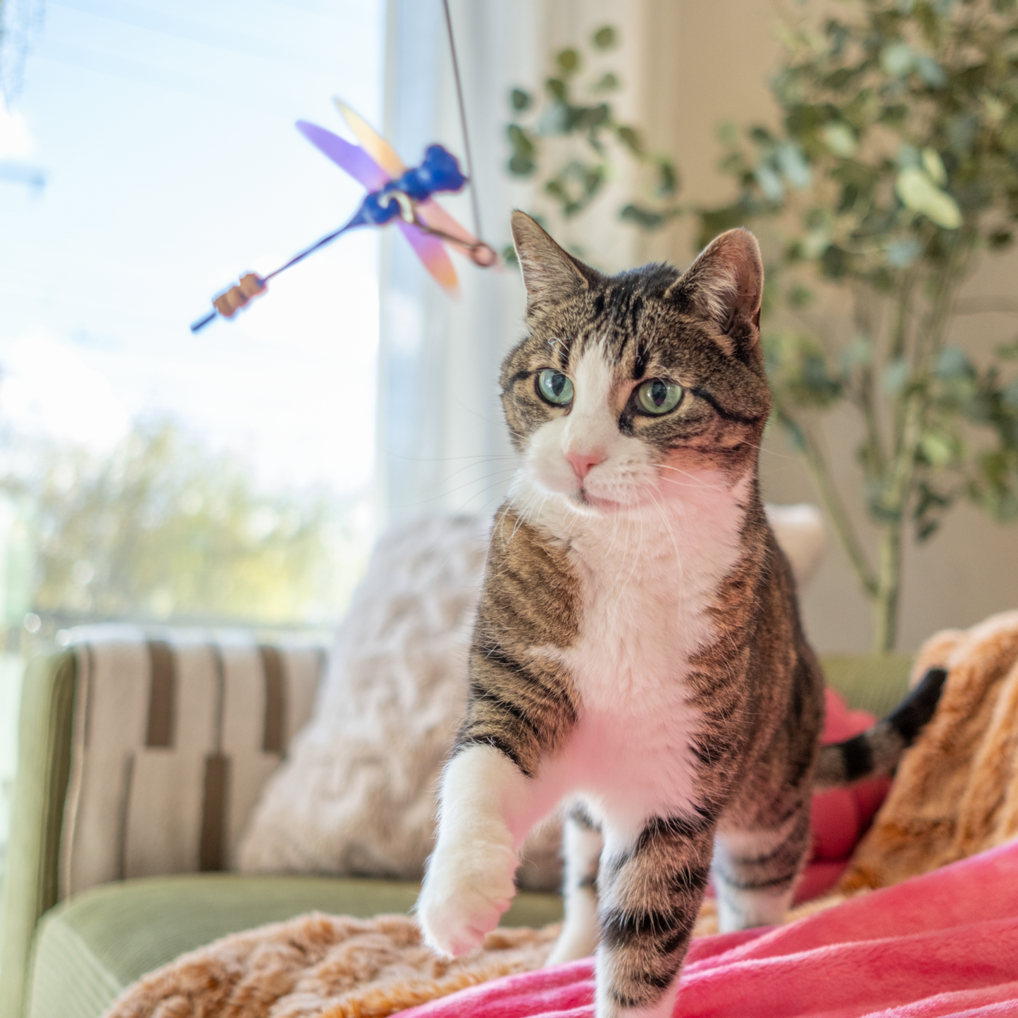 Cat Treat Toy, Dottie the Dragonfly