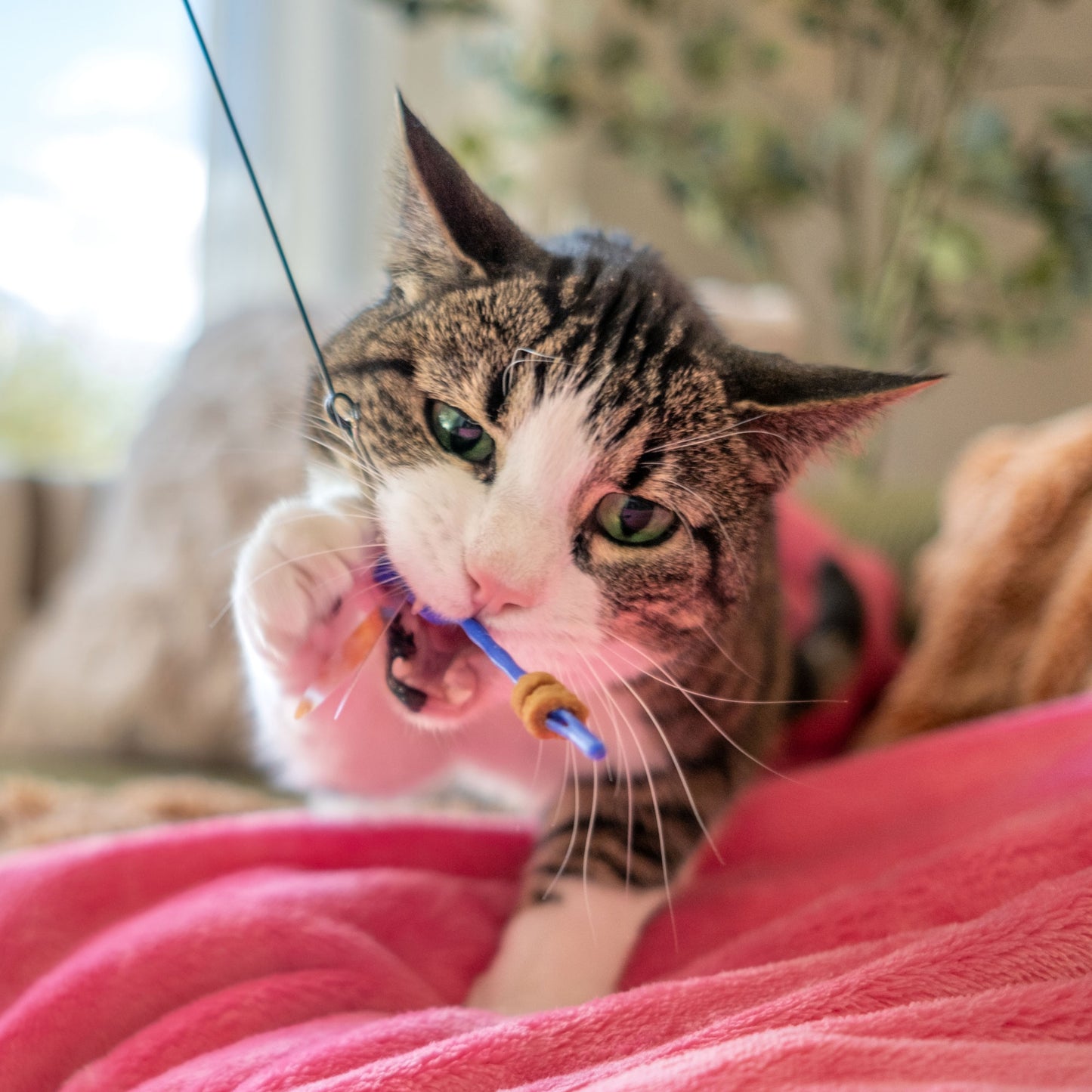 Dragonfly Tease Wand Cat Treat Toy and Treat Bundle