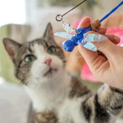 Dragonfly Tease Wand Cat Treat Toy and Treat Bundle