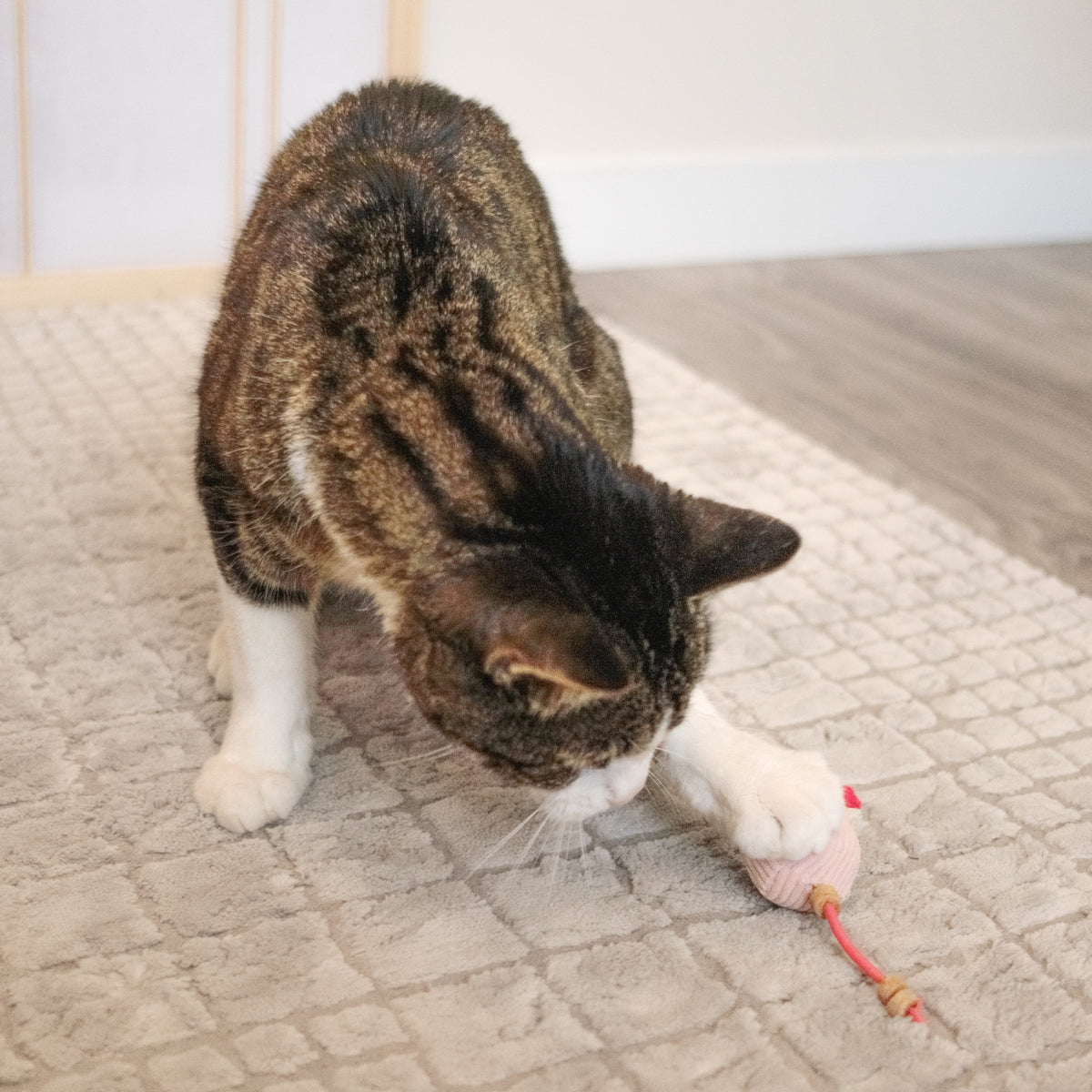 Plush Mouse Cat Treat n’ Toy