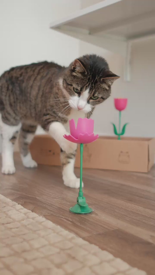 Springy Flower Cat Treat Toy and Treat Bundle